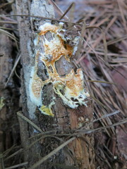 Pycnoporellus alboluteus