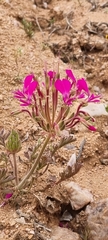 Pelargonium incrassatum