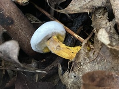 Hypomyces microspermus