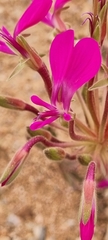 Pelargonium incrassatum