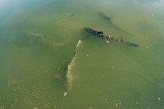 Triakis semifasciata