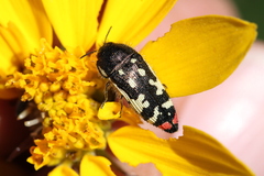 Acmaeodera amabilis