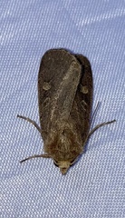 Xestia xanthographa