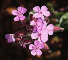 Saponaria