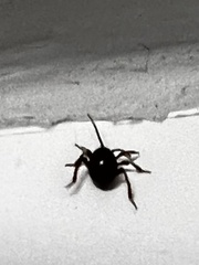 Gibbium aequinoctiale