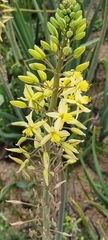 Bulbine praemorsa