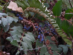 Berberis nervosa