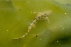 Triakis semifasciata