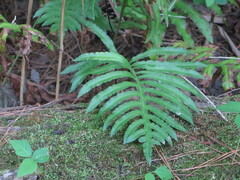 Woodwardia areolata