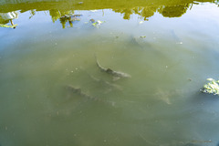 Triakis semifasciata