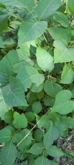 Toxicodendron