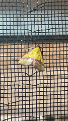 Phytometra rhodarialis