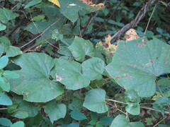 Vitis aestivalis