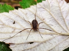 Oligolophus tridens