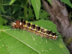 Apatelodes pudefacta