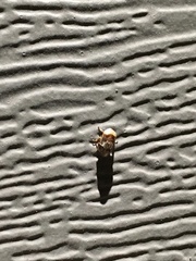 Clastoptera obtusa