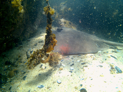 Hippocampus abdominalis