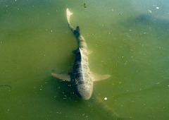 Triakis semifasciata