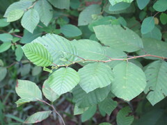 Alnus serrulata