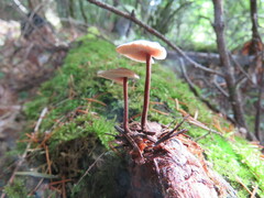 Auriscalpium vulgare