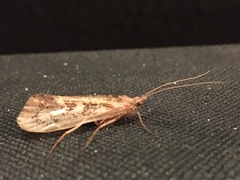 Limnephilus