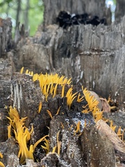 Calocera cornea