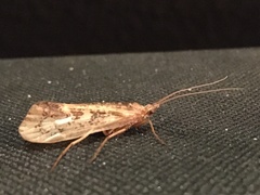 Limnephilus