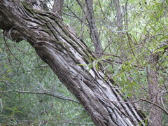 Salix nigra