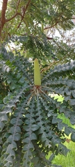 Banksia grandis