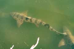 Triakis semifasciata