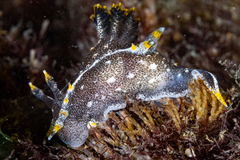 Polycera hedgpethi