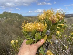 Leucospermum cuneiforme