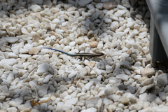 Plestiodon finitimus