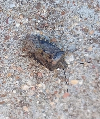 Rhaphigaster nebulosa