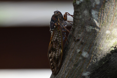 Graptopsaltria nigrofuscata