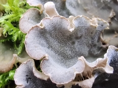 Peltigera canina