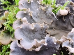 Peltigera canina