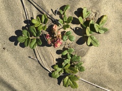 Glehnia littoralis leiocarpa
