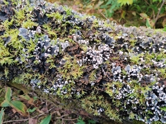 Peltigera canina