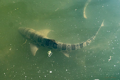 Triakis semifasciata