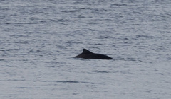Phocoena phocoena
