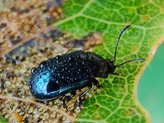 Phratora