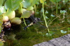 Orthetrum melania melania