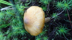Inocybaceae