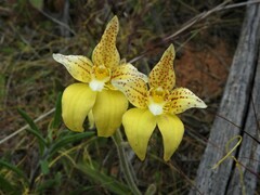 Caladenia flava