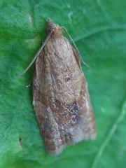 Clepsis