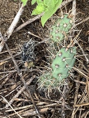 Opuntia humifusa