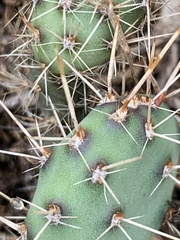 Opuntia humifusa