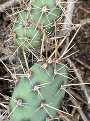 Opuntia humifusa