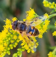 Eristalis tenax